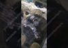 Ремонт головки блока Komatsu (видео)