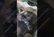 Ремонт головки блока Komatsu (видео)